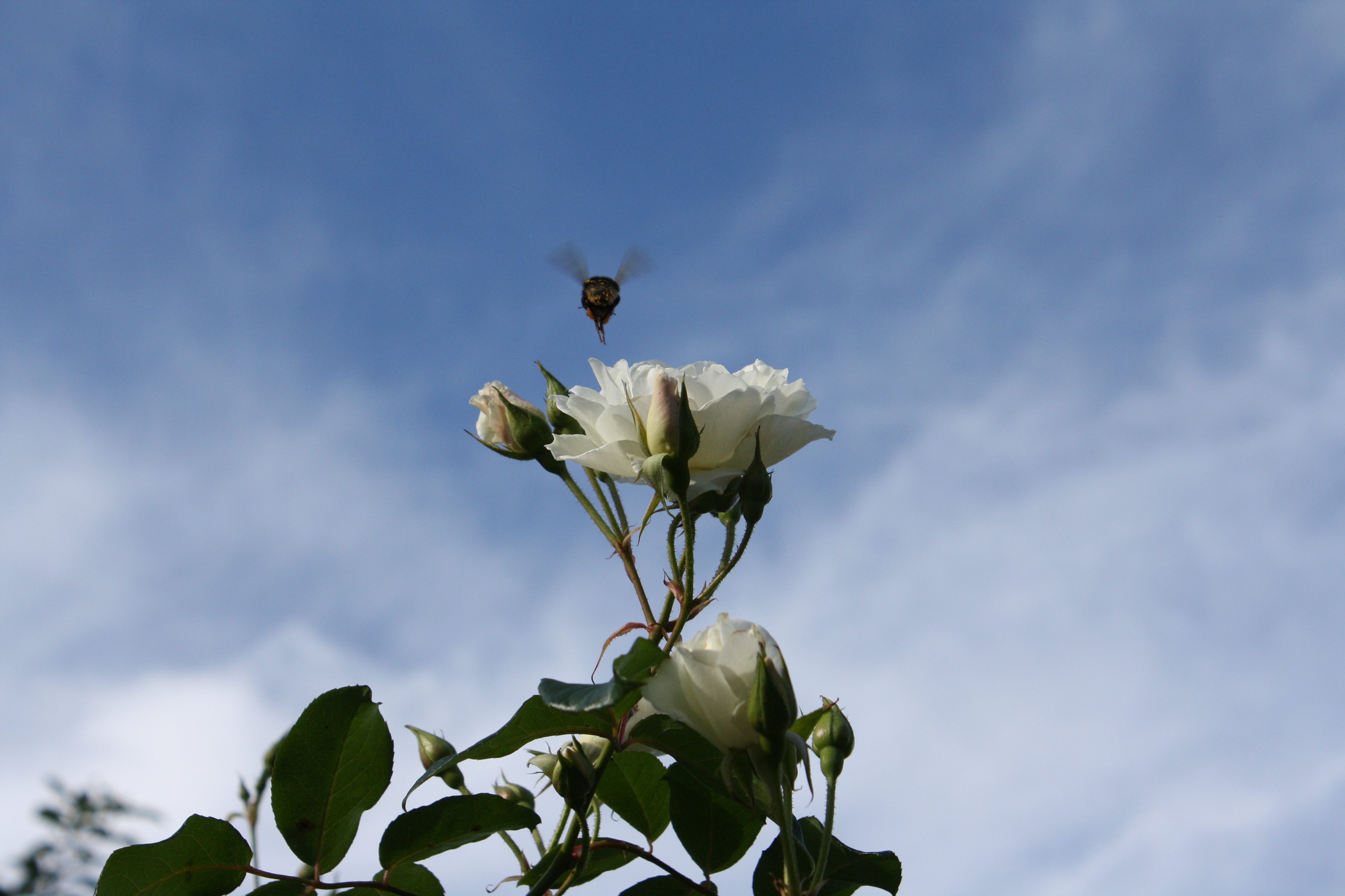 ©SME Taken in my Mother-in-Law's garden in 2010