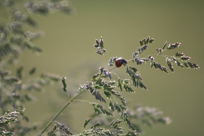 Ladybug_in_schoolyard_
