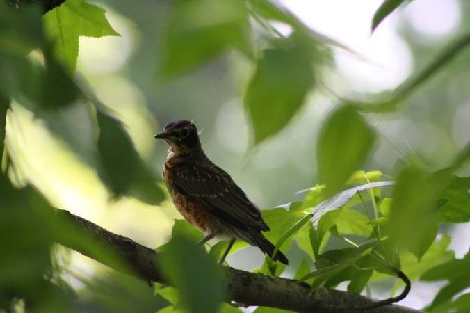 Baby Robin 2013